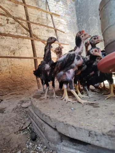 Frangos e Frangas De Raça