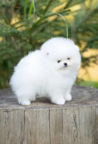 Filhotes de Spitz Alemão | Filhotes lindos e brilhantes!