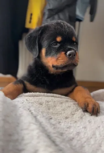 Filhote de Rottweiler subindo na cama