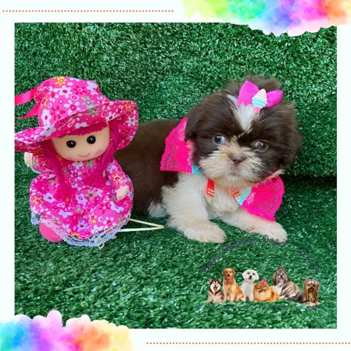 Filhote de Shih Tzu com Acessórios