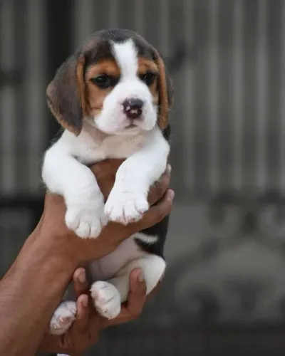 Beagle Tranquilos á venda