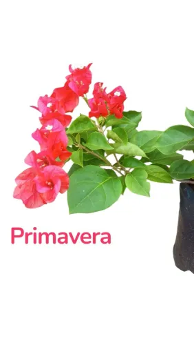 Primavera (Bougainvillea)