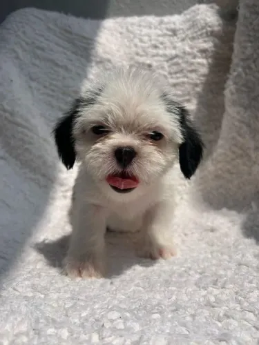 Filhote Shih Tzu, Seu novo melhor amigo está ansioso para te encher de felicidade!