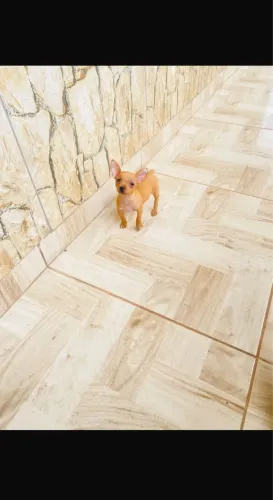 Pinscher fêmea zero 00 