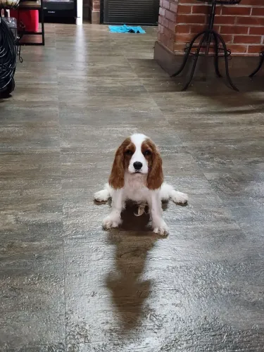 Cavalier King Charles Spaniel Filhote Macho Castrado