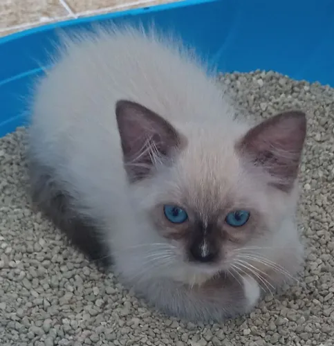 Filhote Ragdoll 