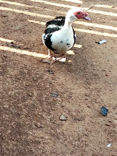 Pato