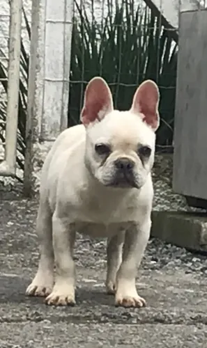Buldogue francês macho 5 meses 