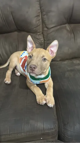 Vende-se filhote de pitbull com 2 meses