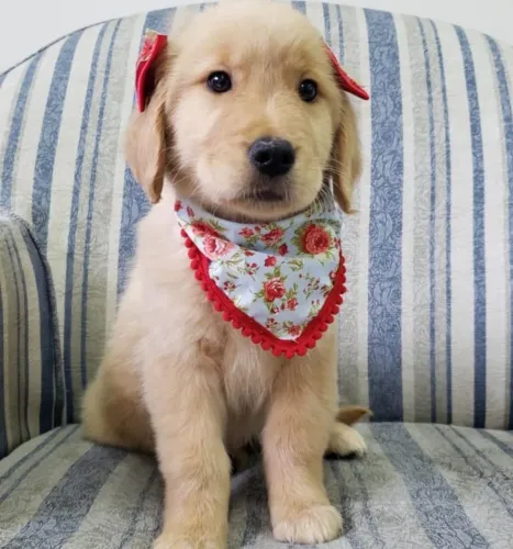 Filhote Golden Retriever, Filhotinhos fofos e carinhosos!