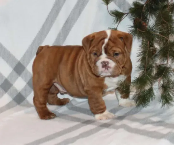 Bulldog Inglês,Bulldog Inglês Filhote Pronto Para Novo Lar