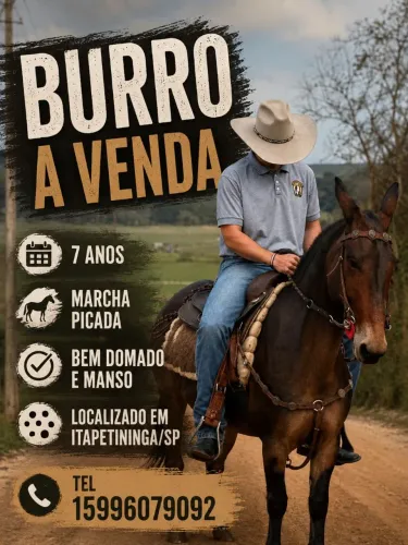 Burro, muar, mula, cavalo