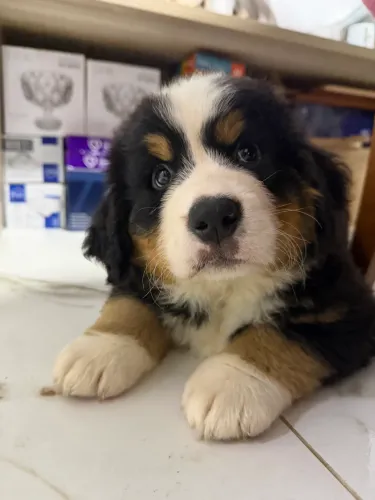 Filhote de Bernese