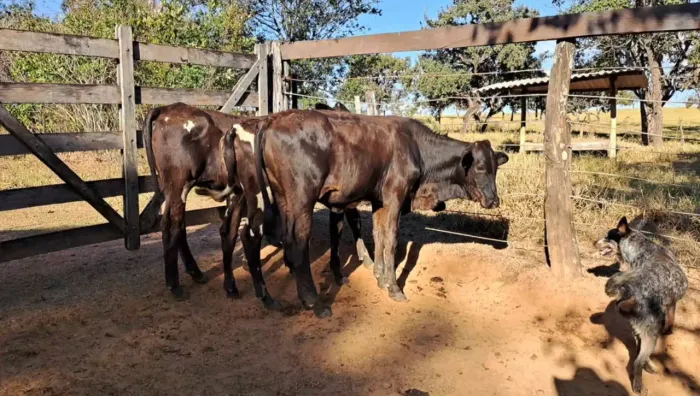 Bezerras Leiteiras