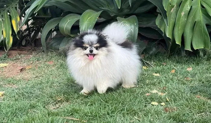 Spitz alemão anão