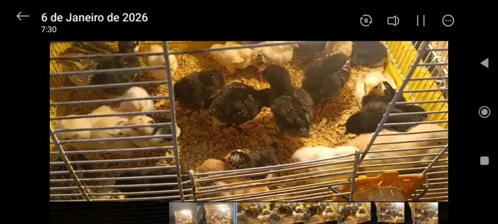 Pintinhos de Caipirão 