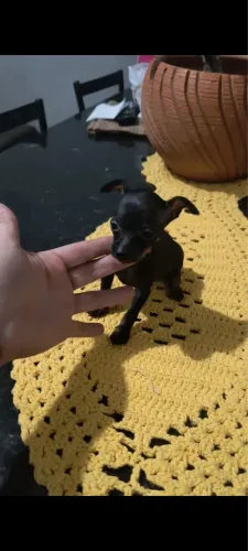 Pinscher com 60 dias vacinado