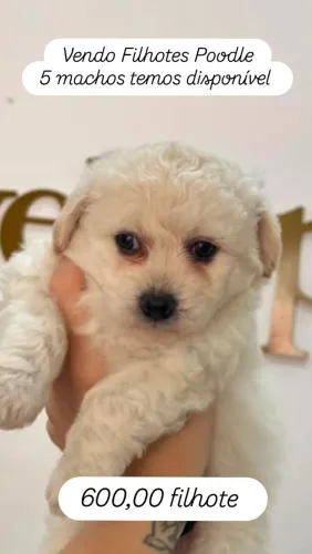 Filhote Poodle
