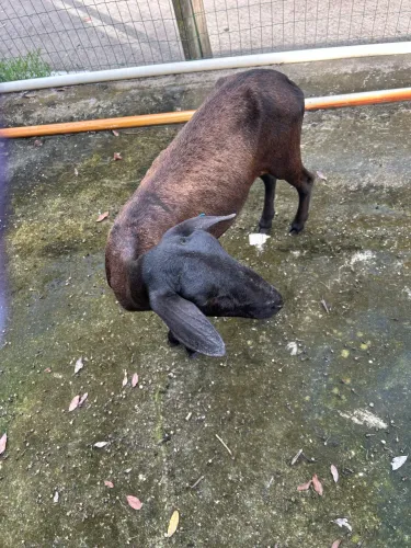 Ovelha