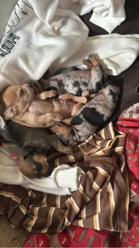 Filhote de Dachshund disponível ?