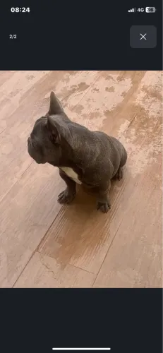 Buldogue francês fêmea