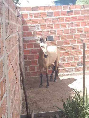 Vendo e trocar um cavalo de caminhada