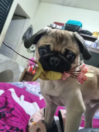Pug macho