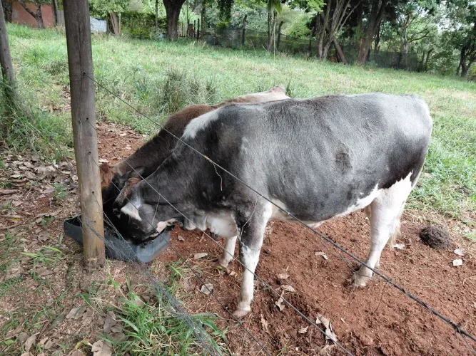 Vacas 