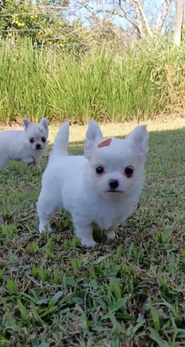 Chihuahua Pelo Longo Branca