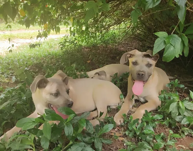Cane corso macho pronto pra guarda com pedigree