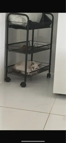 Gatinho