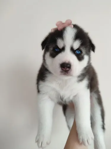 Husky Siberiano Filhote Fêmea