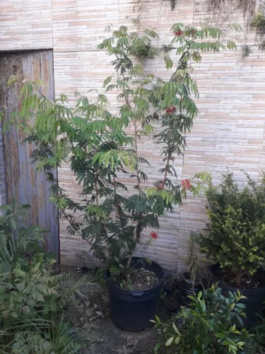 Muda Caliandra vermelha grande Porto Alegre RS