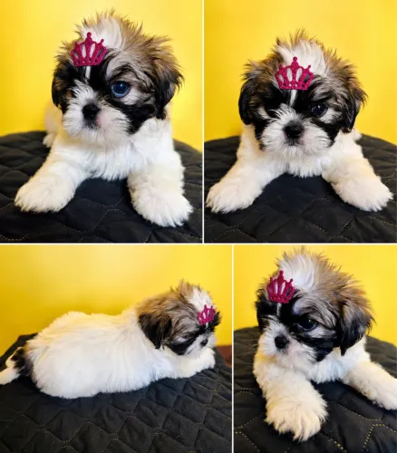 Filhote de Shih-tzu