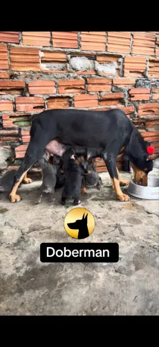 Filhotes de Doberman
