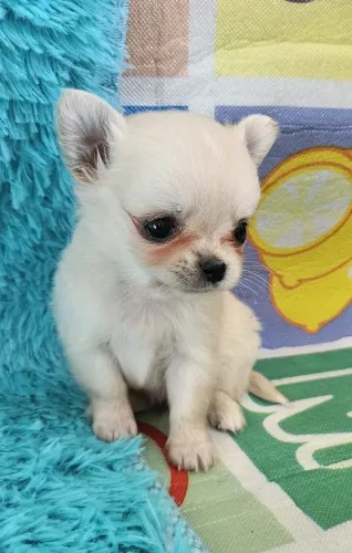 Chihuahua branco com 60 dias vacinado fêmea 