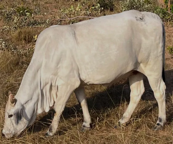 Vacas a prenhas