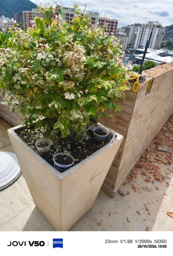Planta Mil Cores