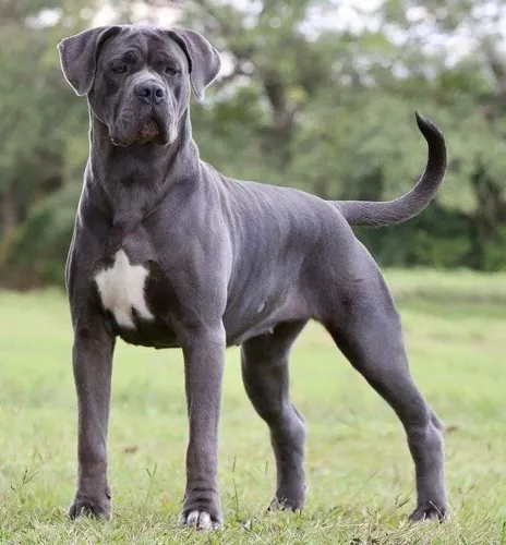 Cane corso o melhor cão pra guarda parcelo ...p