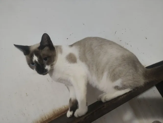 Doação gato macho SRD (bengalxSphynx)