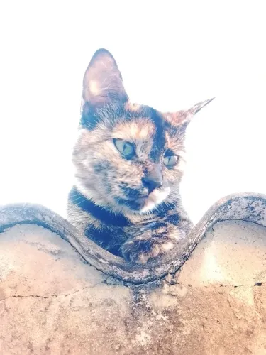 Gatos para doação 