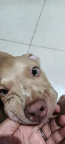  filhote de Pit Monster 