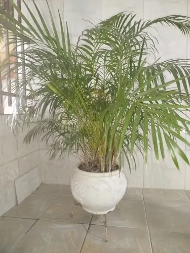 Palmeira Areca-bambu grande e saudável