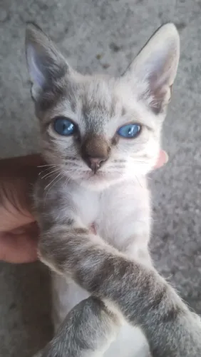 Doação de filhote de Gato