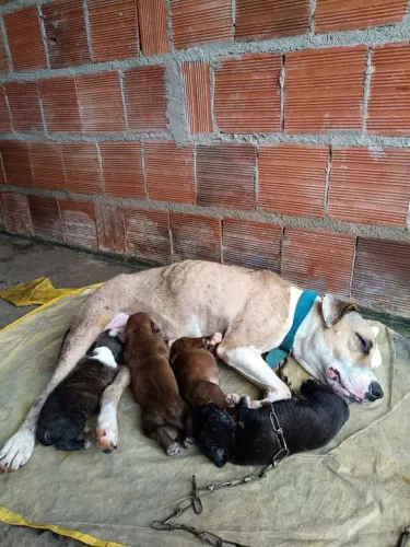 Filhotes de Pit Bulls red e Black nose disponíveis.