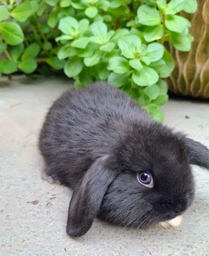 MINI LOP URUGUAI