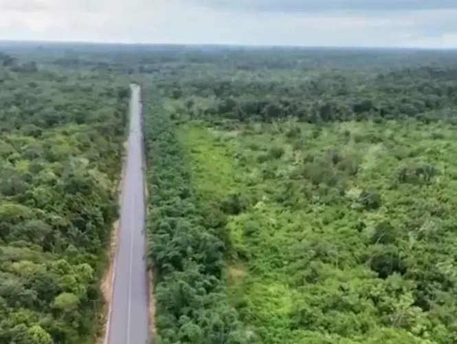 Rodovia Am 010 km 172, Fazenda de Mogno Amazônico com 1.500ha.