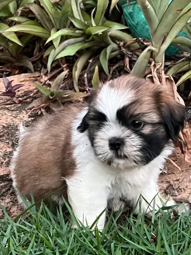 Lindos filhotes de Shihtzu