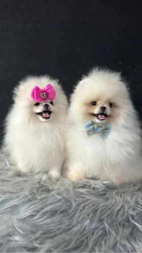 LULU DA POMERANIA RUSSO E COREANO!!!
