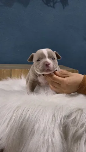 Filhotes de American Bully - Padrão micro